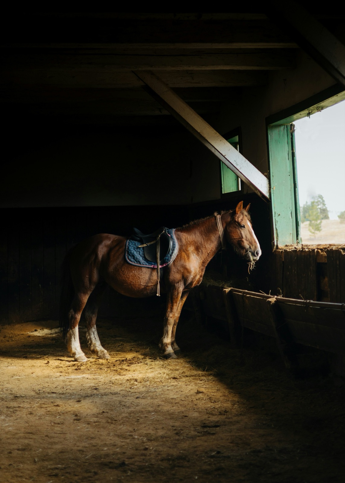 A saddled horse in a quiet stable, looking out through an open window toward the fields